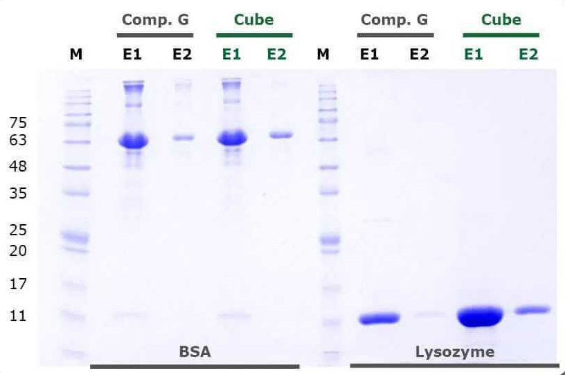 Phenyl Agarose resin by Cube Biotech in use for HIC