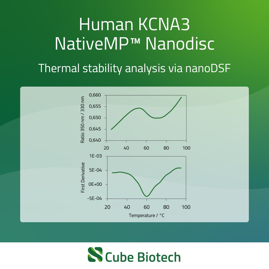 KCNA3 - Potassium channel Kv1.3
