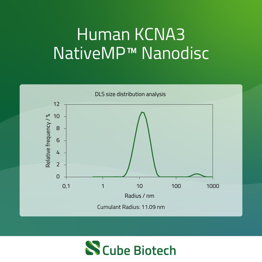 KCNA3 - Potassium channel Kv1.3