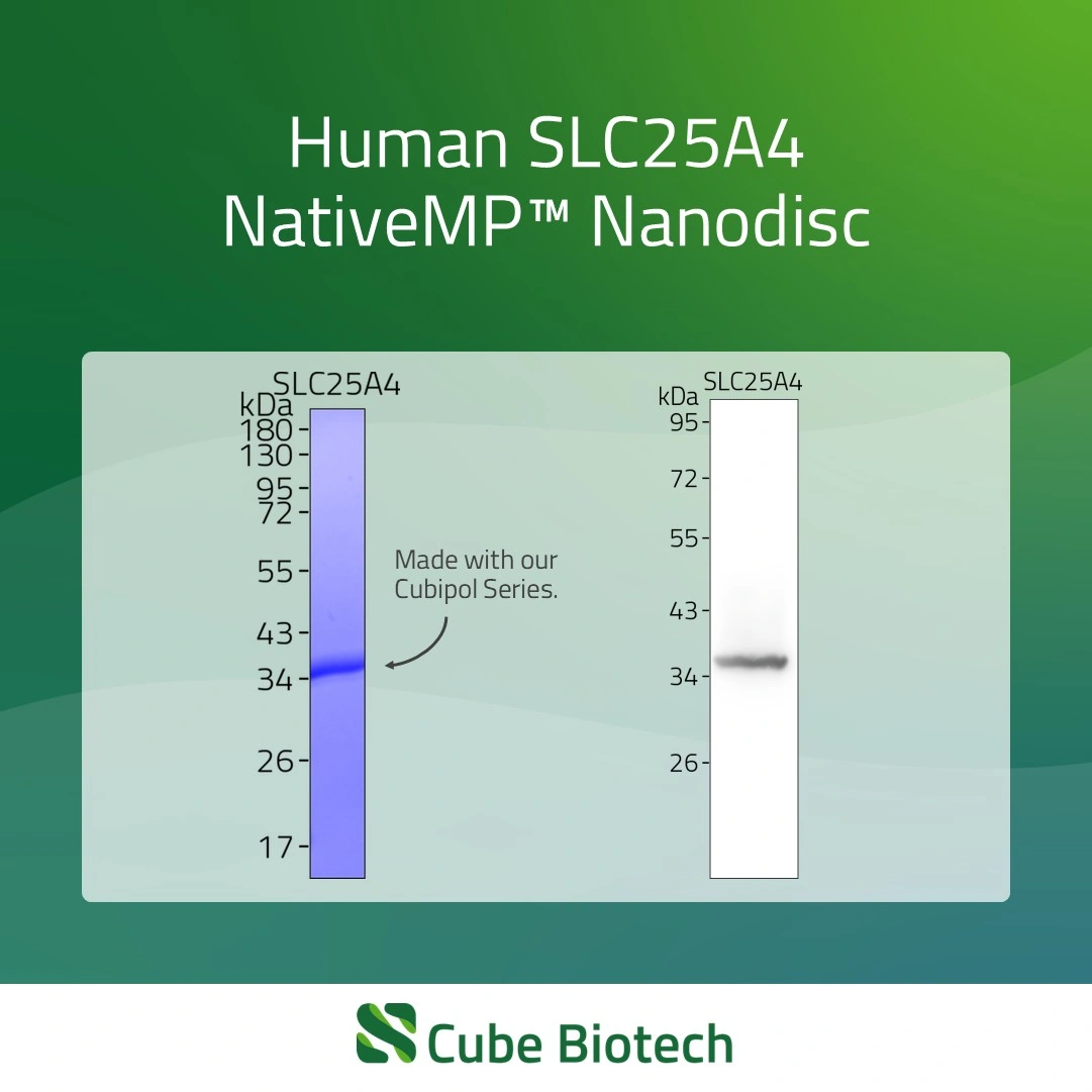 SLC25A4 - ADP/ATP translocase 1