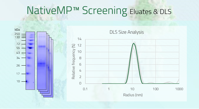 AMY3R (CALCR/RAMP3) - Amylin 3 receptor