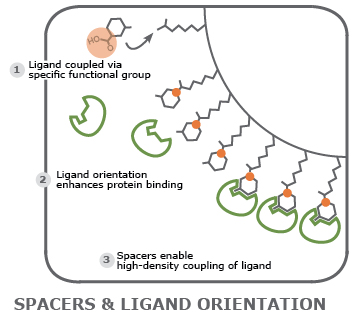 spacer molecular spacer