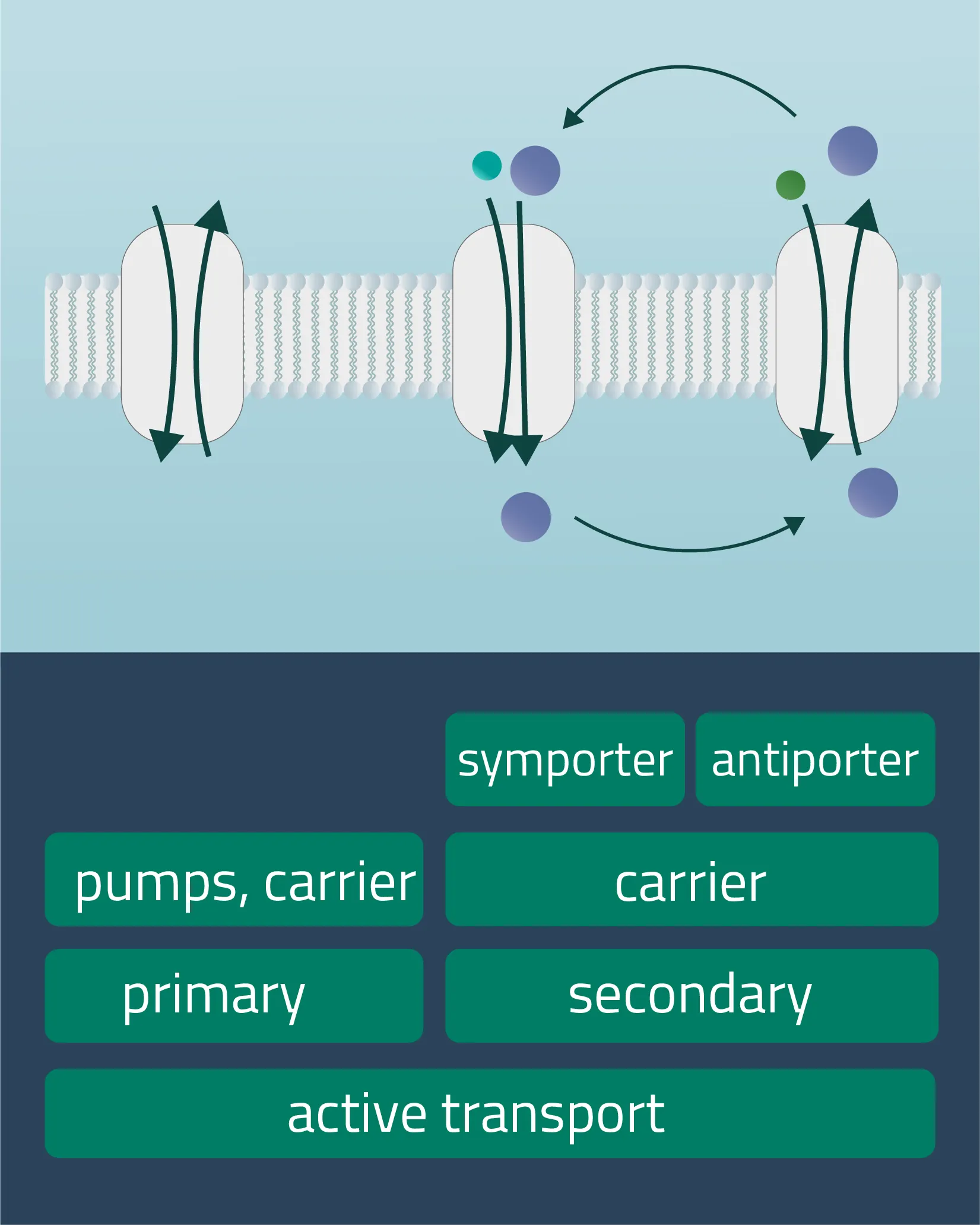 Types of membrane transport processes: Active-01