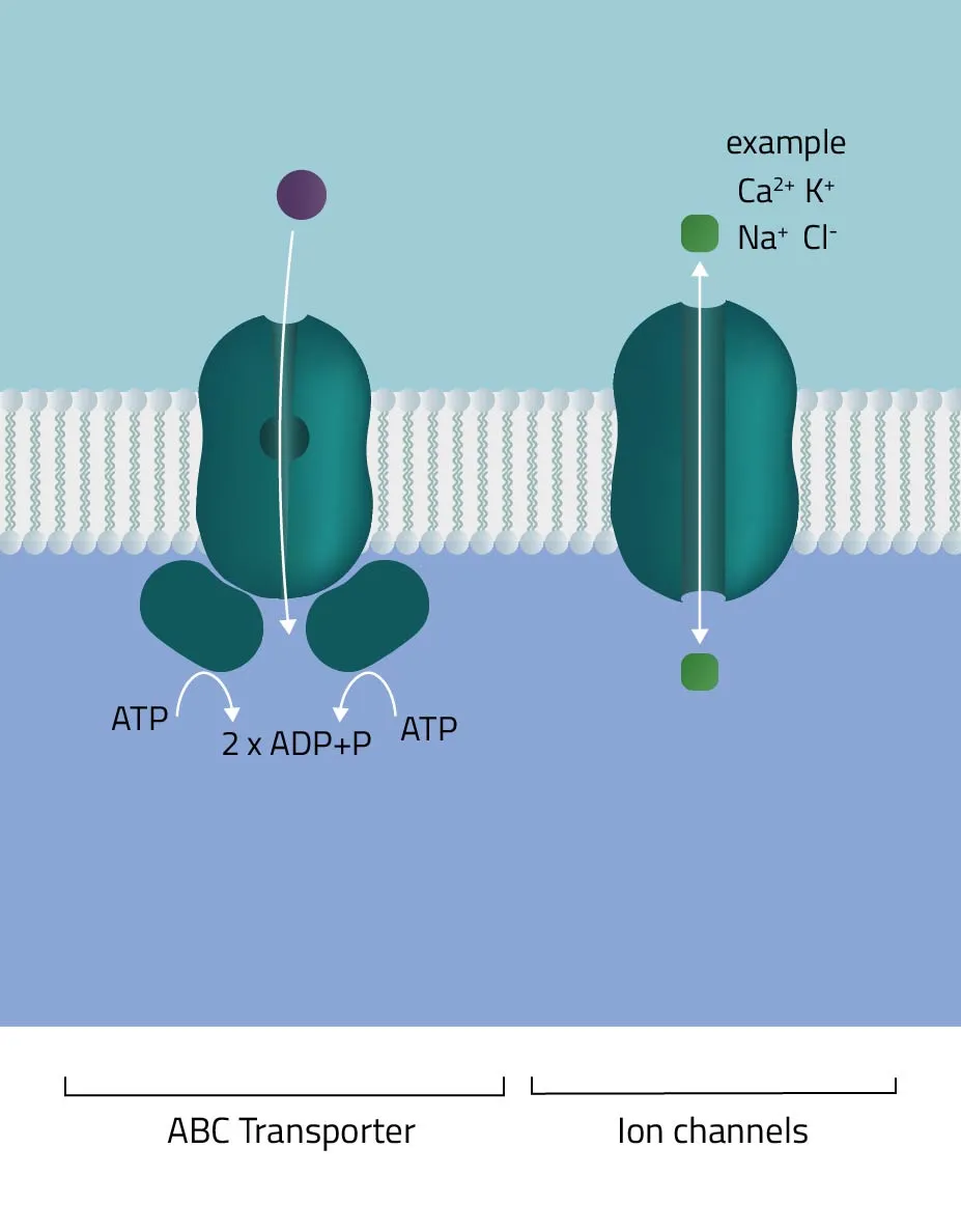 Selection of different transporter classes (ABC, Ion channel)