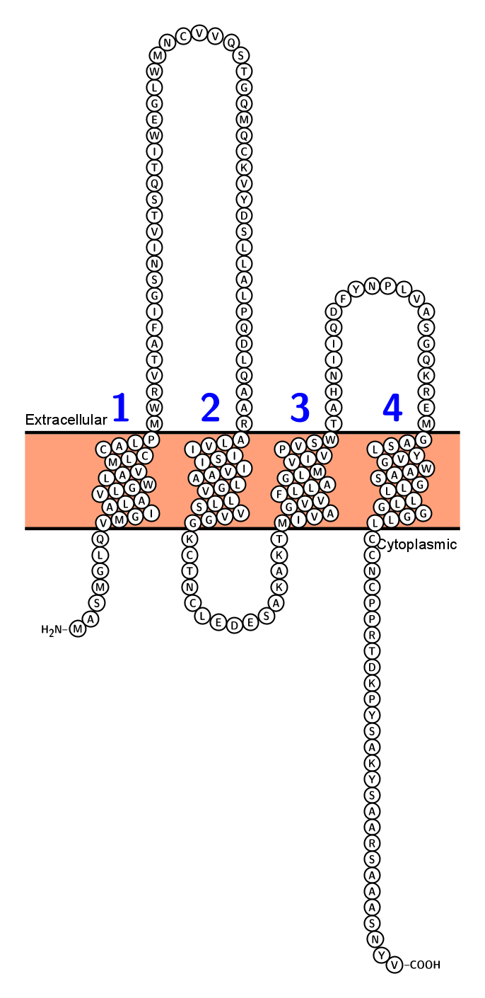 Claudin-4 (CLDN4, CPER, CPETR1, WBSCR8)