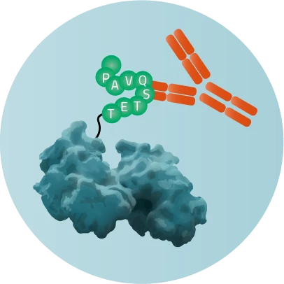 Rho-tag bound to a protein with a blue background