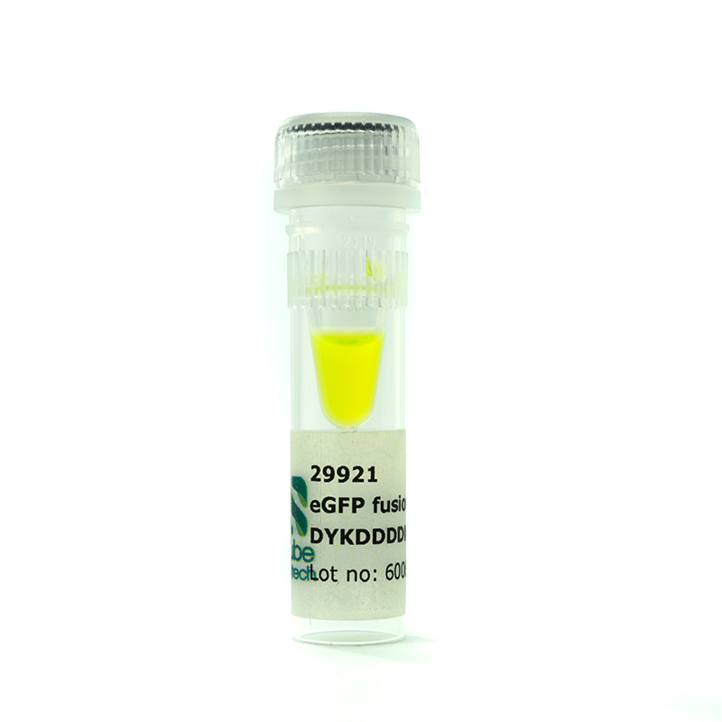 GST-eGFP fusion protein, DYKDDDDK-tag