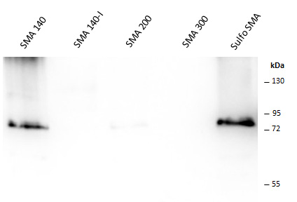 Sulfo-SMA | 1 g | 18522