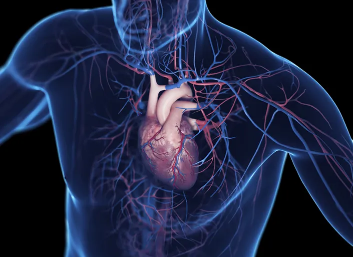 Illustration of a man with transparent skin, revealing the heart and all its connecting blood vessels