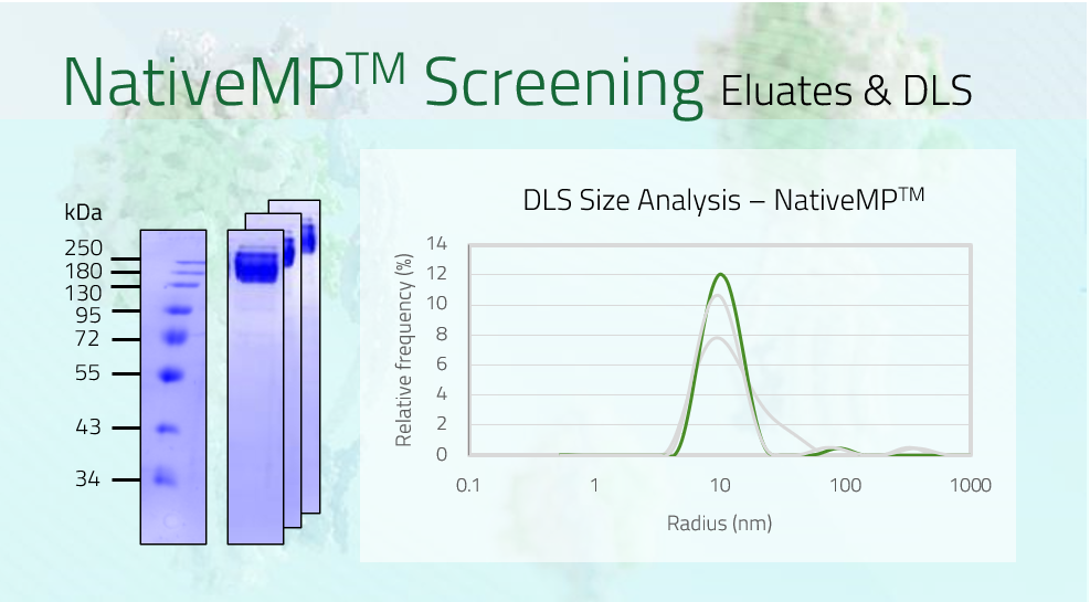 ABCB1 - ATP-dependent translocase ABCB1 