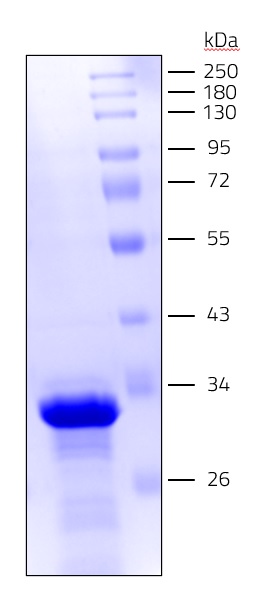 Channelodopsin (Np) SDS-PAGE