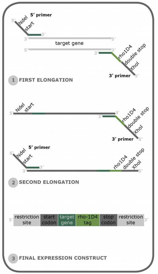 Rho1D4-tag - Definition & Data | An Overview