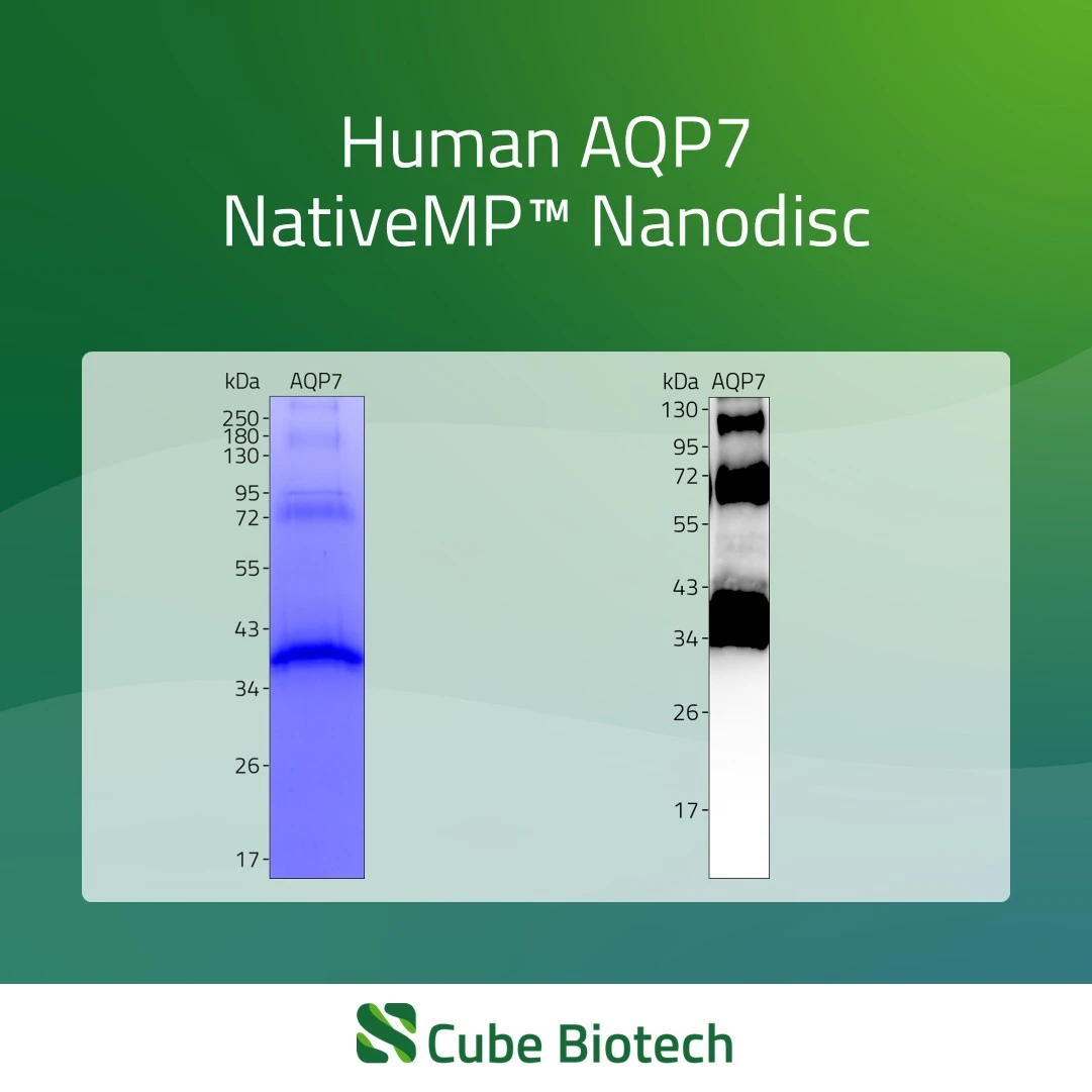 AQP7 - Aquaporin-7
