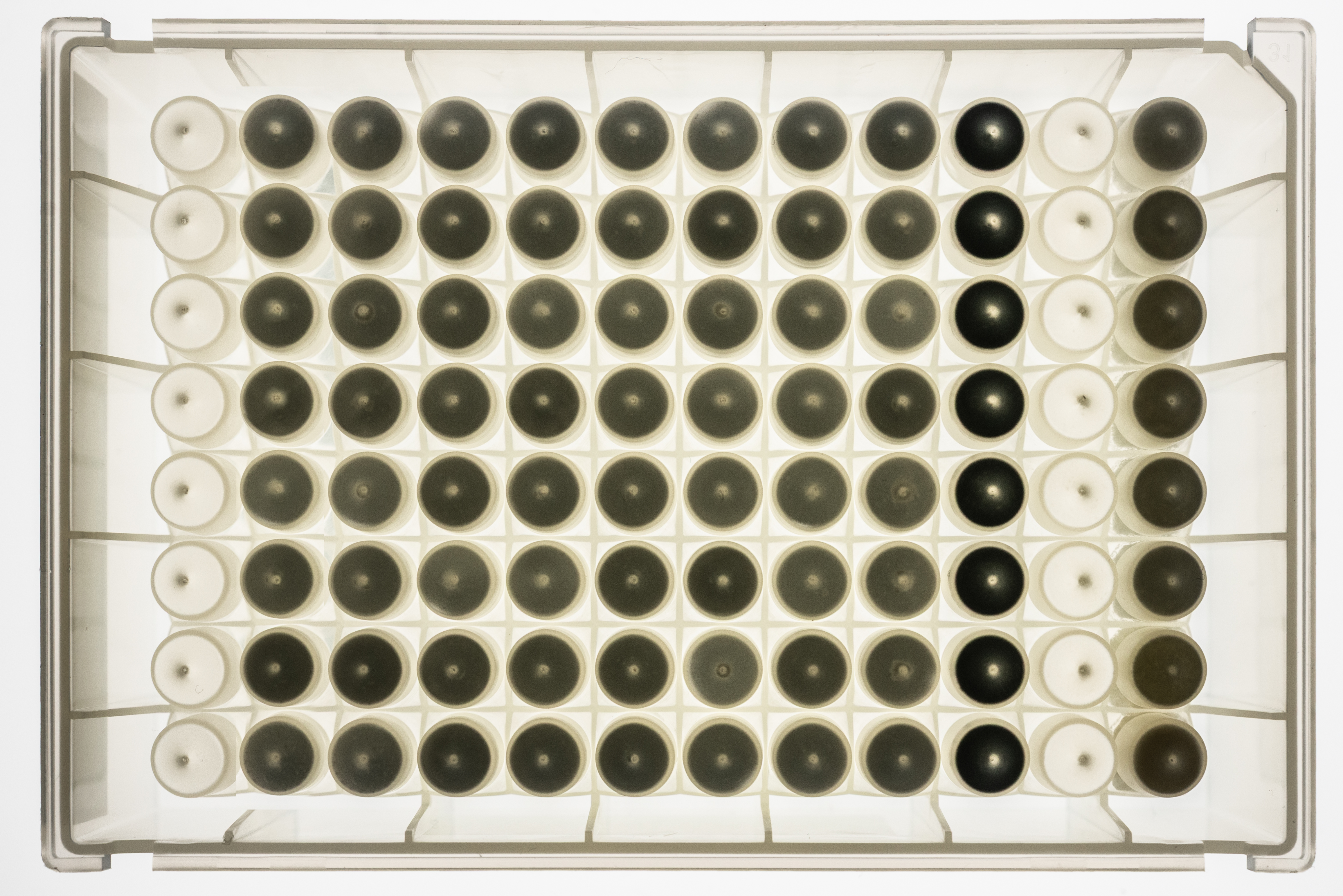 PlateX MP™ Strep-Tactin®XT MagBeads