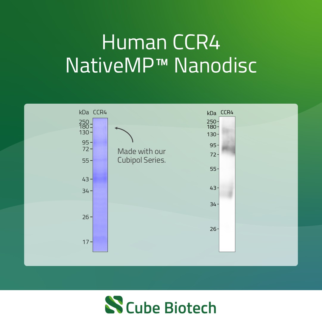 CCR4 - C-C chemokine receptor type 4