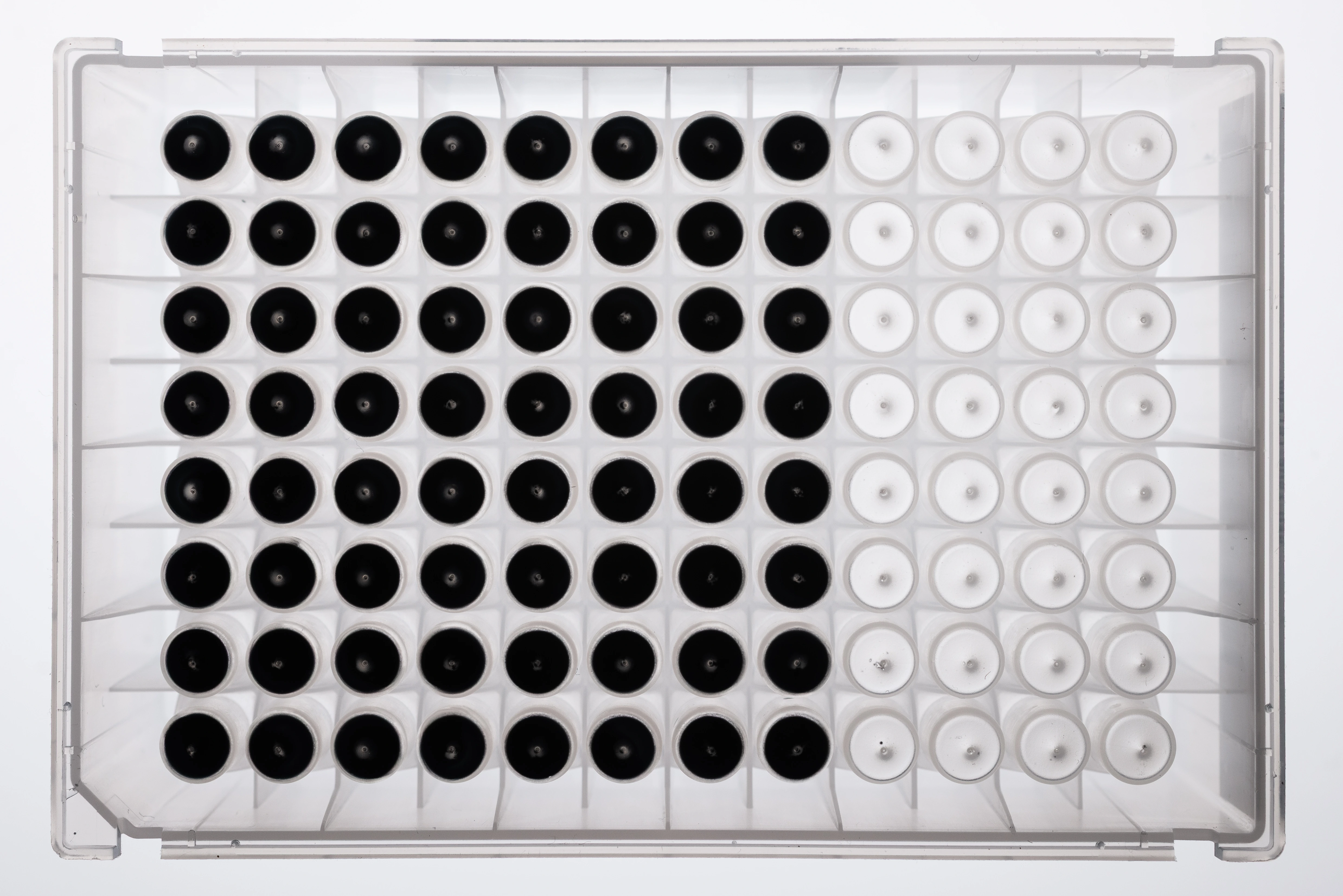 NativeMP™ Strep-Tactin®XT Purification Plate , 96 deep-well plate (KingFisher™) 