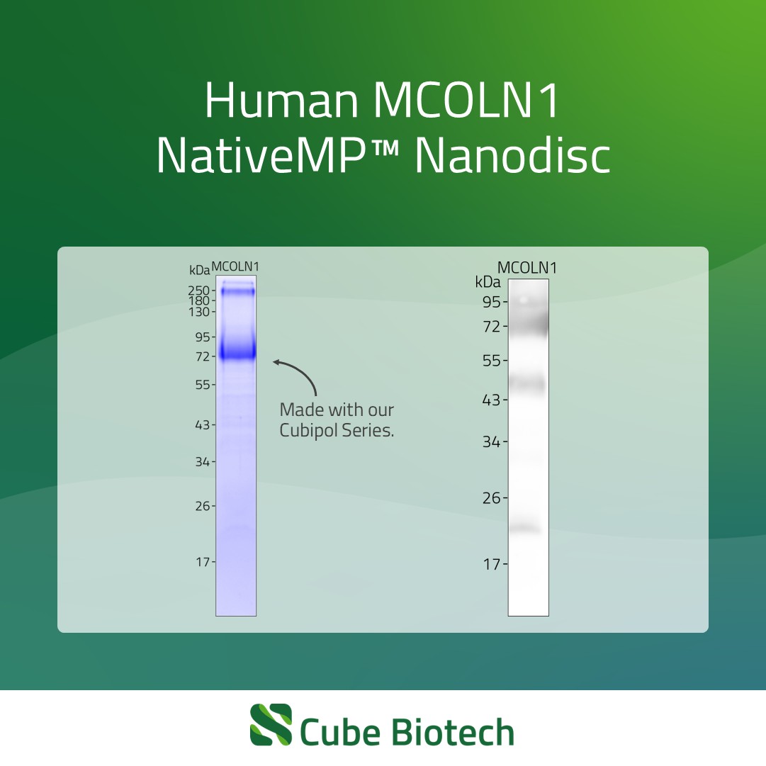 MCOLN1 - Mucolipin-1