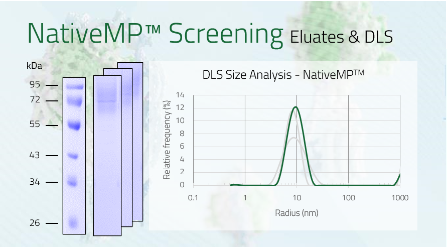 SLC17A6 - Vesicular glutamate transporter 2