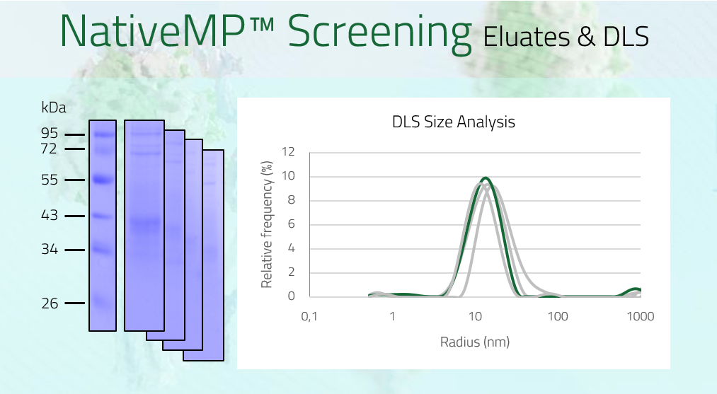 CD37  - Leukocyte antigen CD37