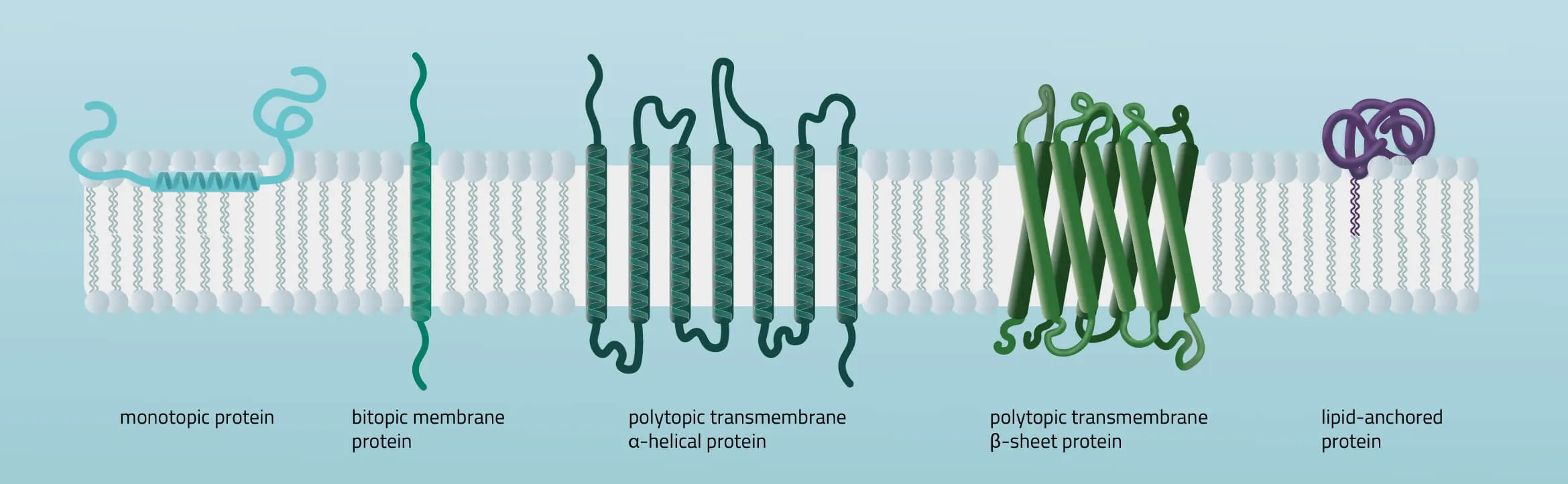 Compositions, structures and dispositions of membrane proteins