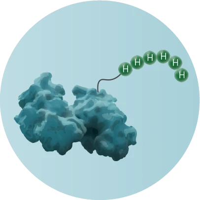 6x His-tag bound to a protein with a blue background