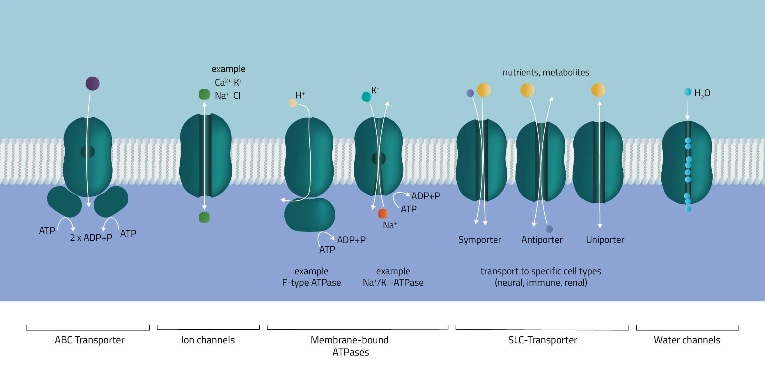 Selection of different transporter classes (ABC, Ion channel, ATPases, SLC-Transporter, Aquaporine)