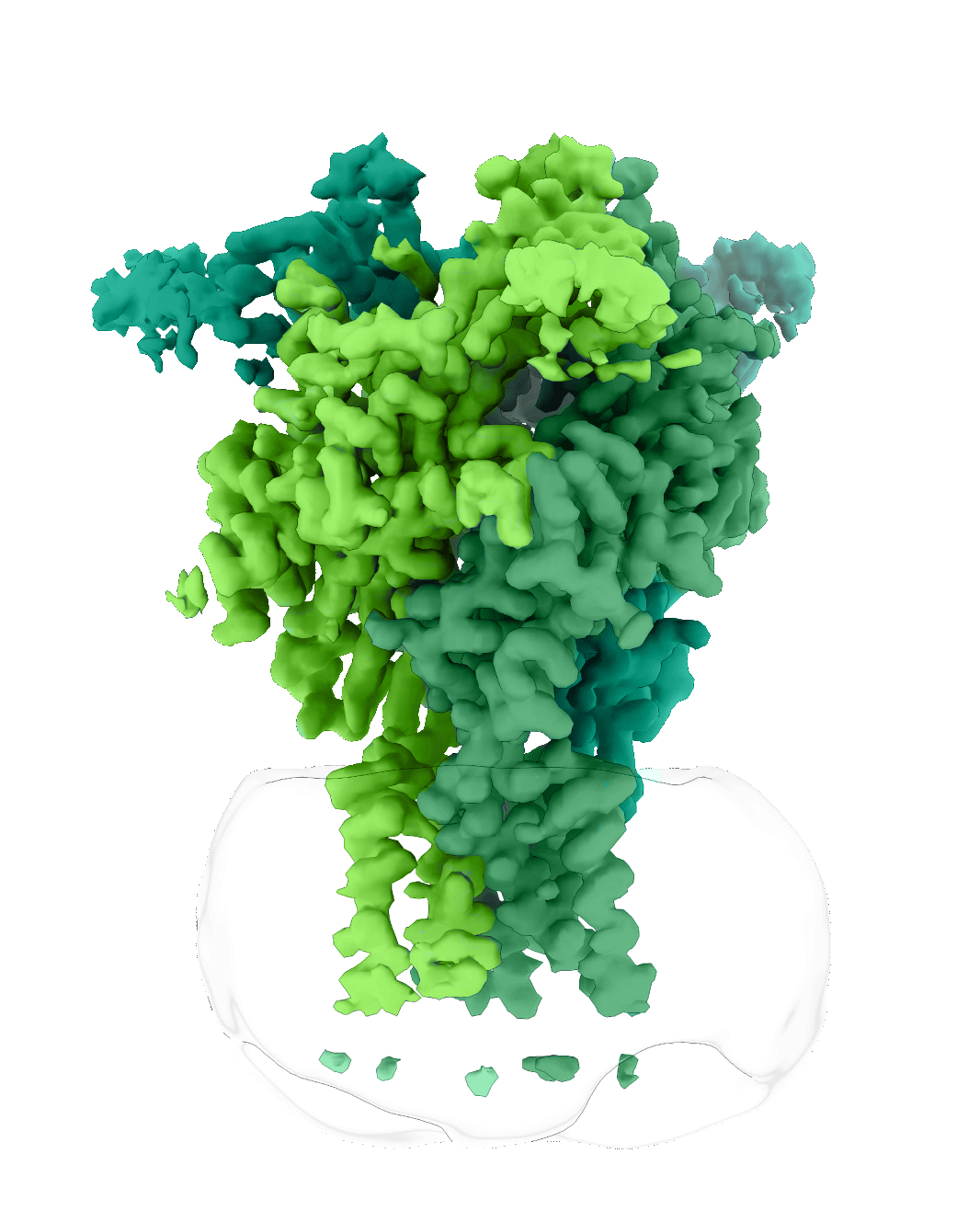 P2X4 protein structure