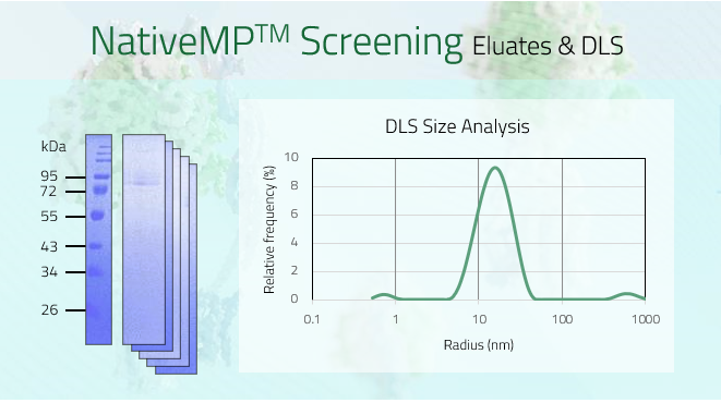 KCNA3 - Potassium channel Kv1.3