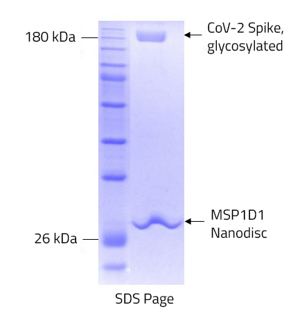 SPIKE (wt) MSP nanodisc SDS-PAGE