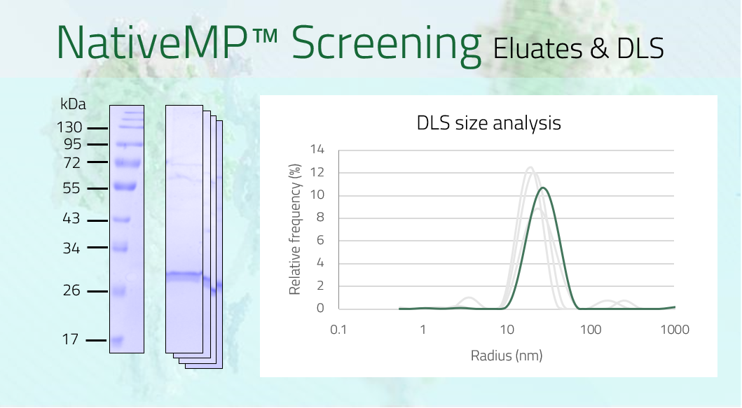 AQP11 - Aquaporin-11