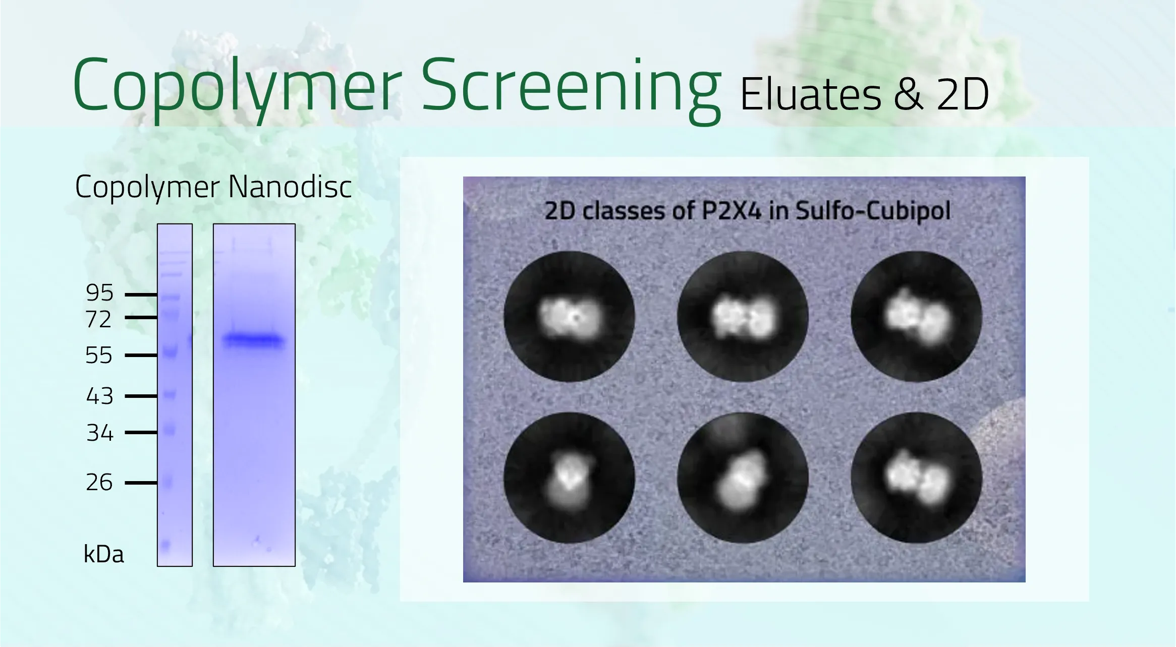 P2RX4 Eluate +DLS