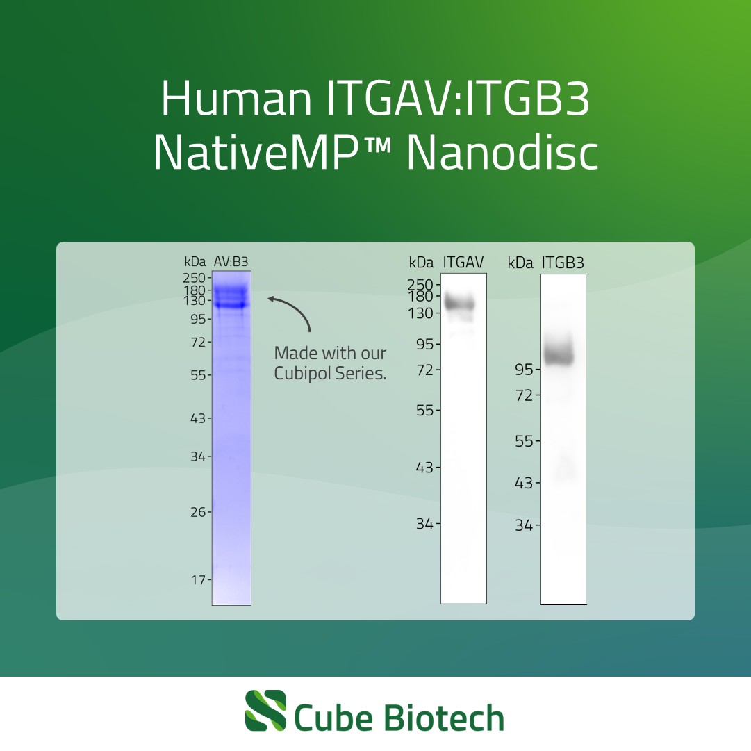 ITGAV & ITGB3 - Integrin alpha-V / Integrin beta-3 complex