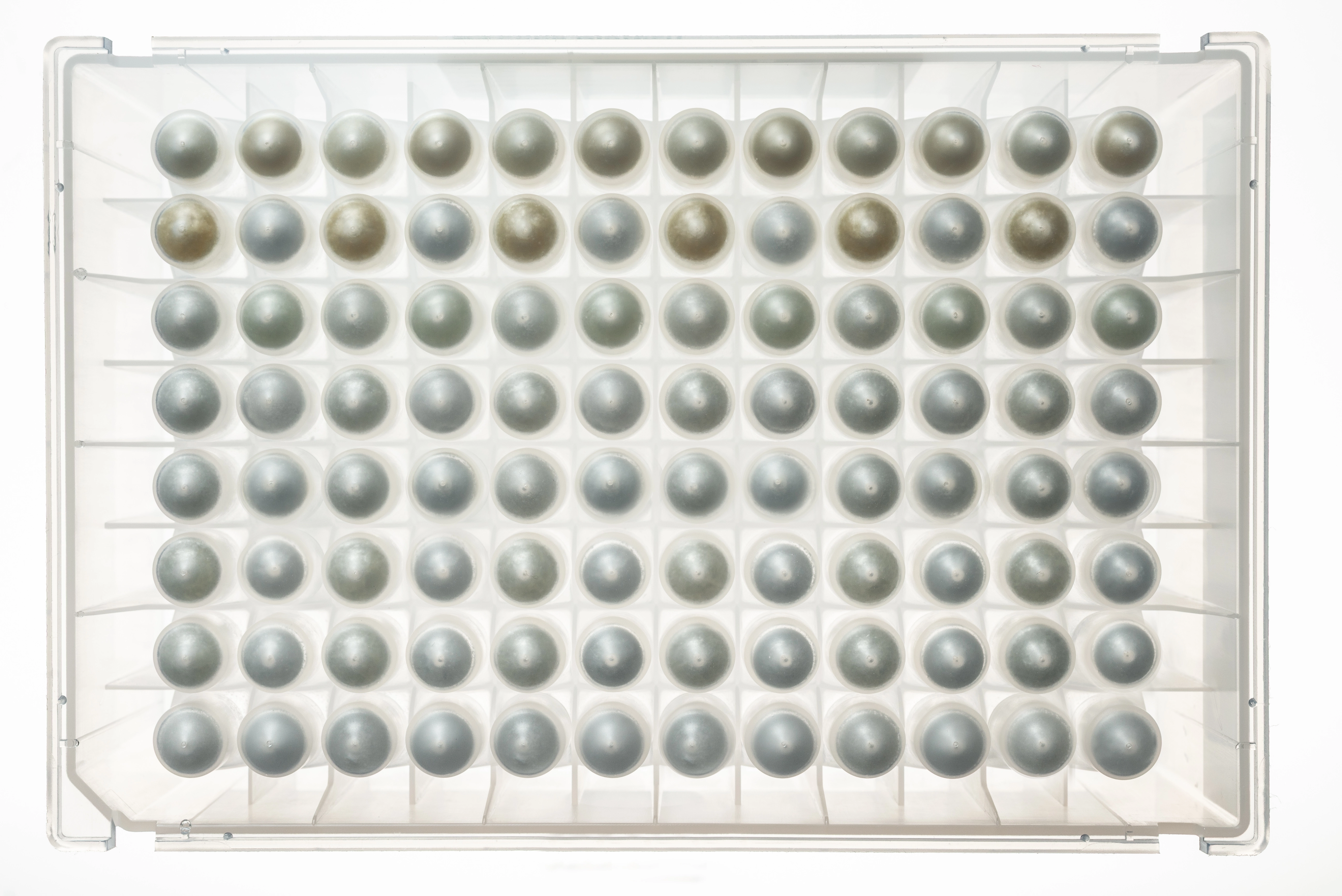 NativeMP™ Screening + Rho1D4 Purification Plate Set