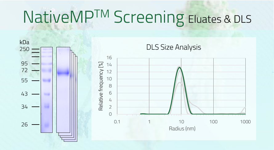 MCOLN1 - Mucolipin-1