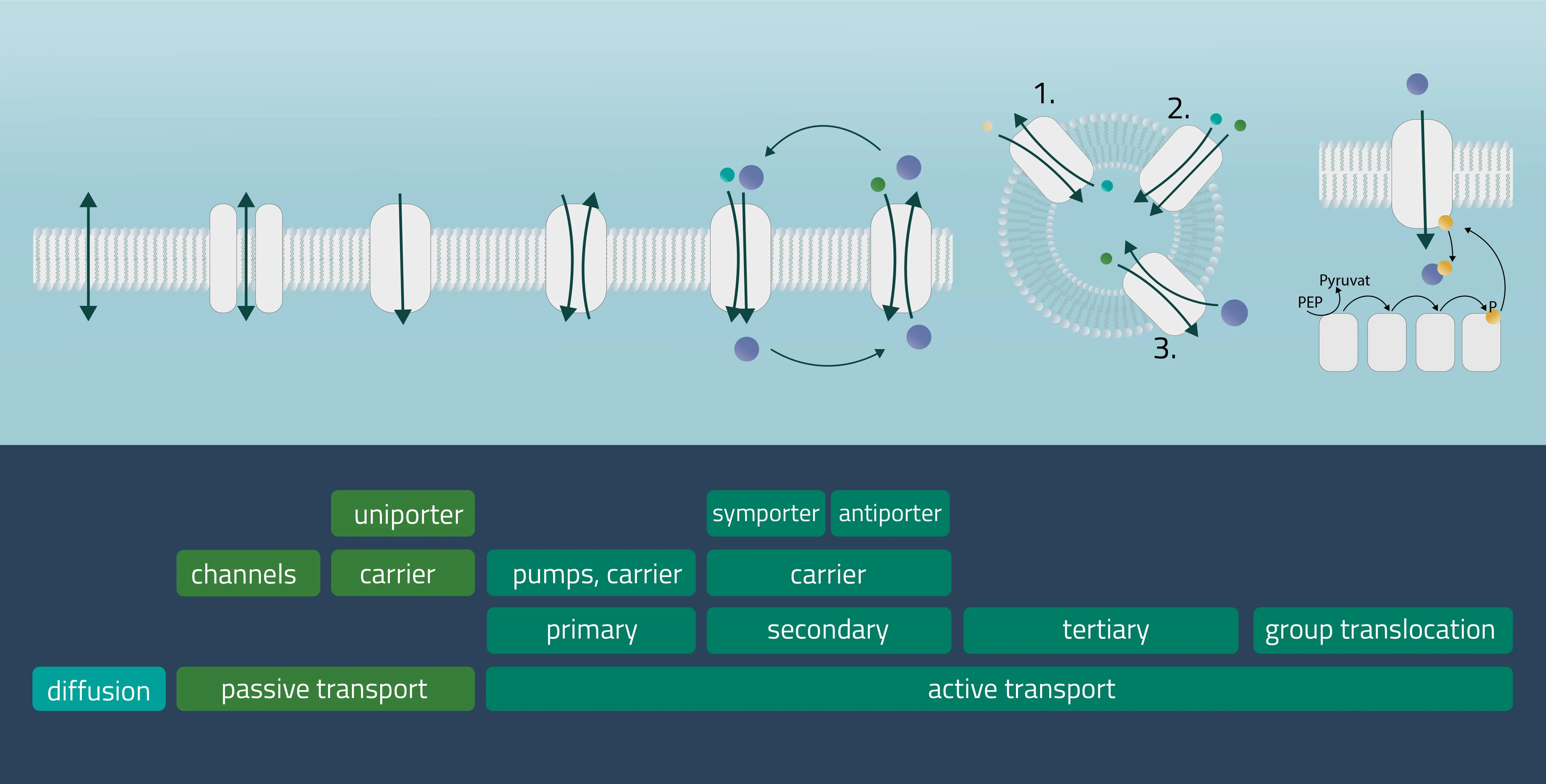 Types of membrane transport processes: Diffusion, Passive or Active