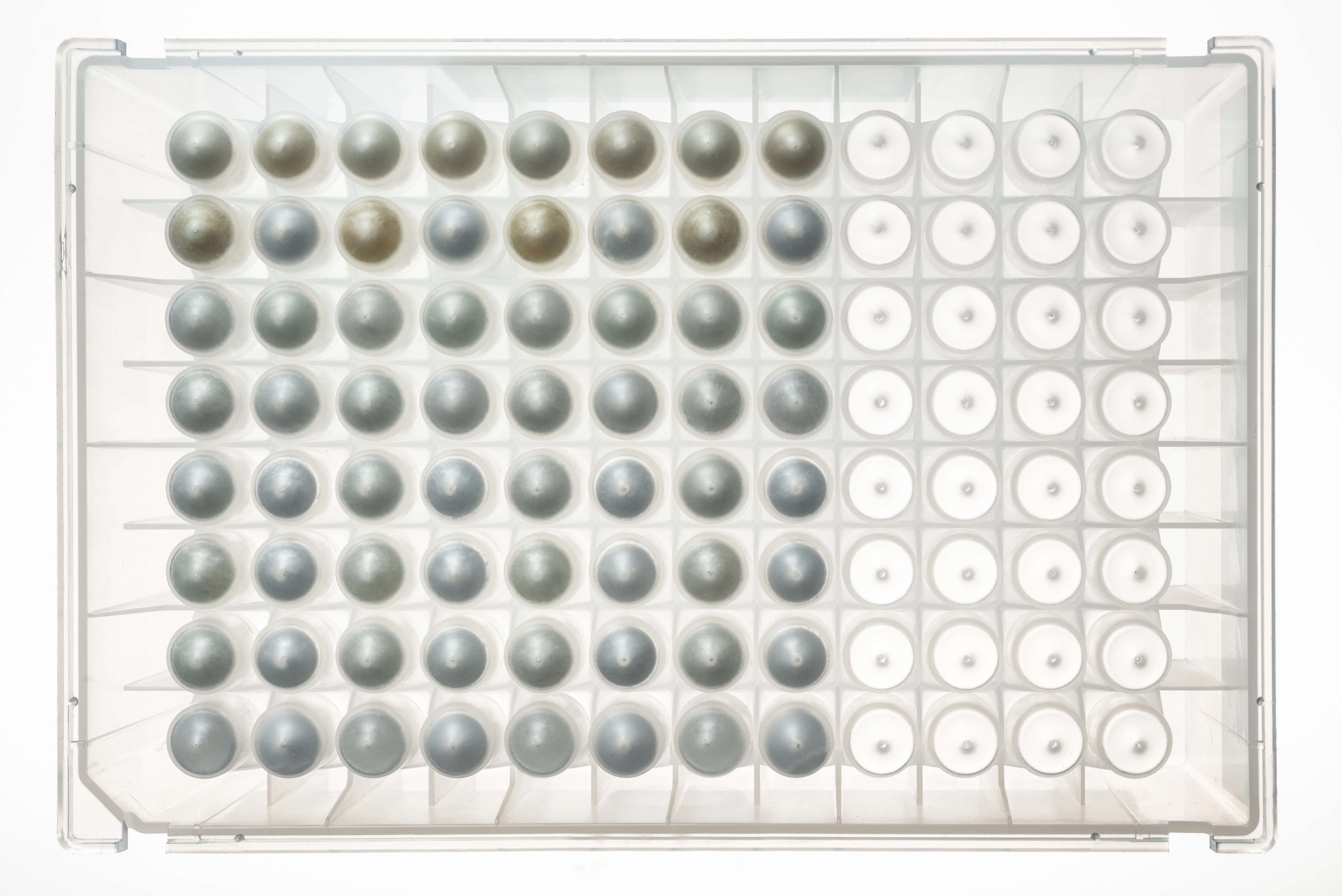 NativeMP™ Screening Plate, 96 deep-well plate (KingFisher™)