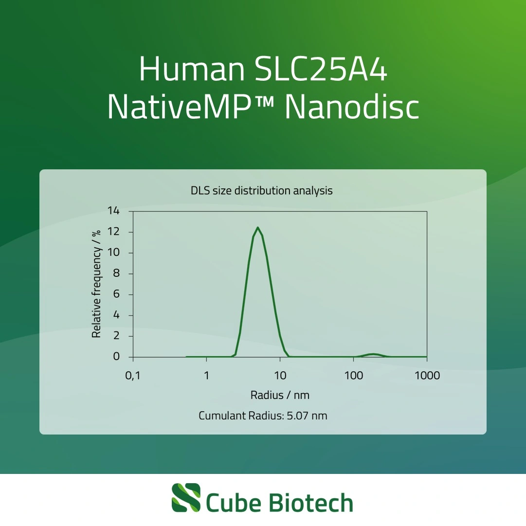 SLC25A4 - ADP/ATP translocase 1