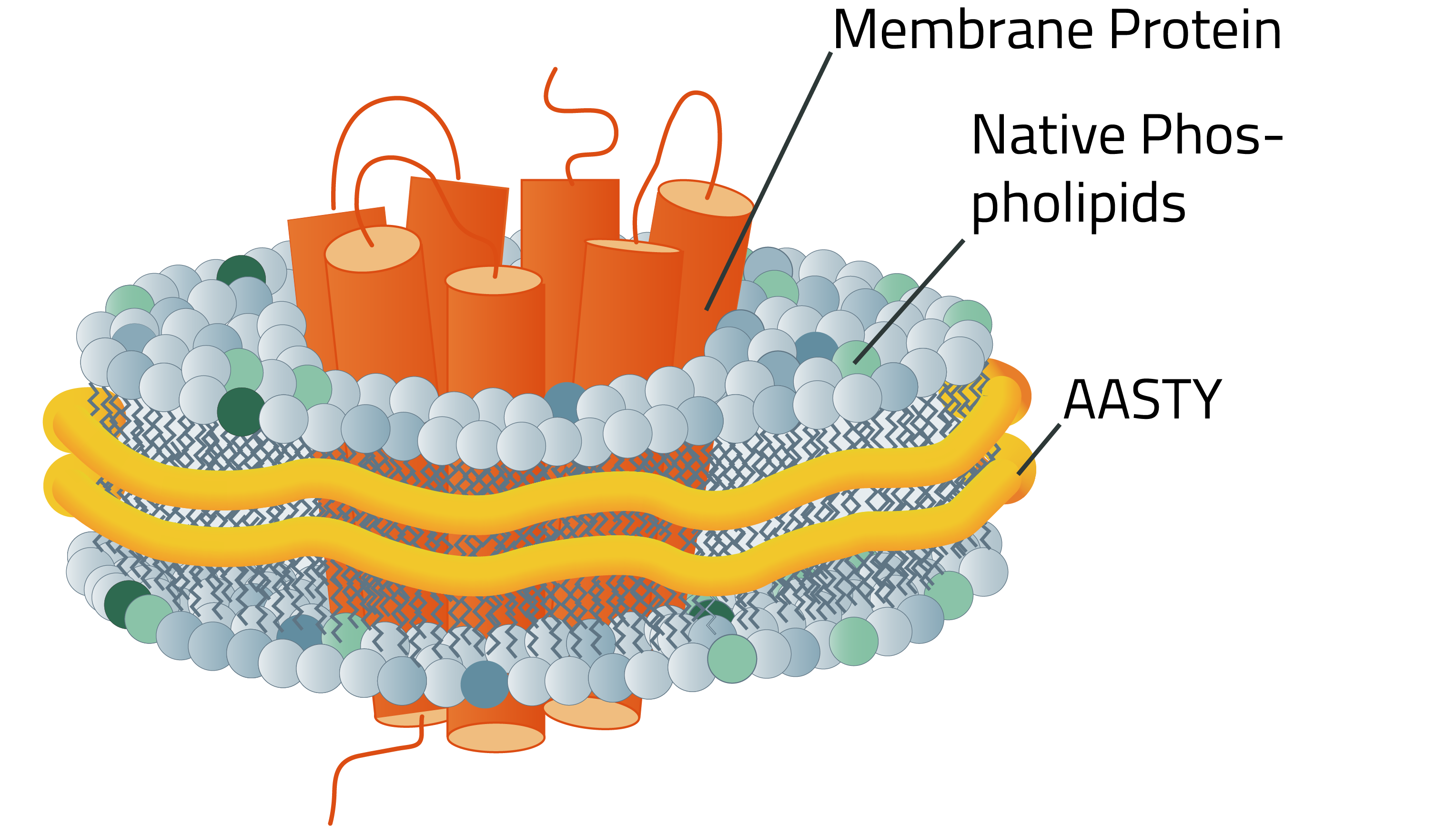 Illustration of an AASTY Nanodisc