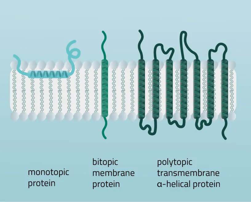 Compositions, structures and dispositions of membrane proteins-01