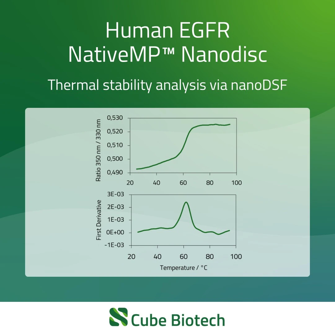 EGFR - Epidermal growth factor receptor