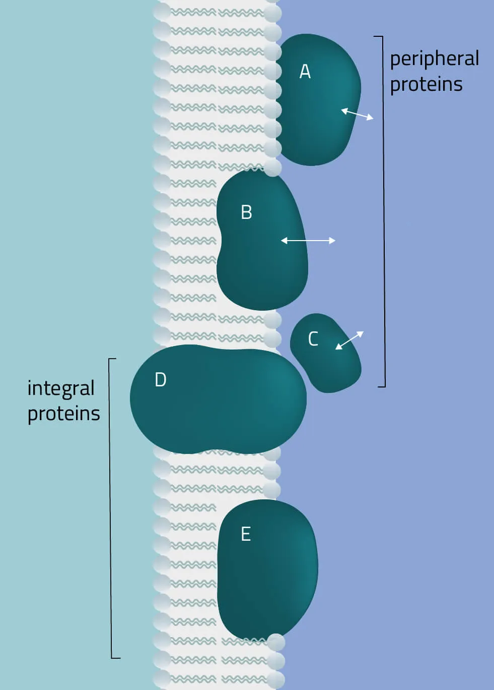 Peripheral and integral proteins - the Differences