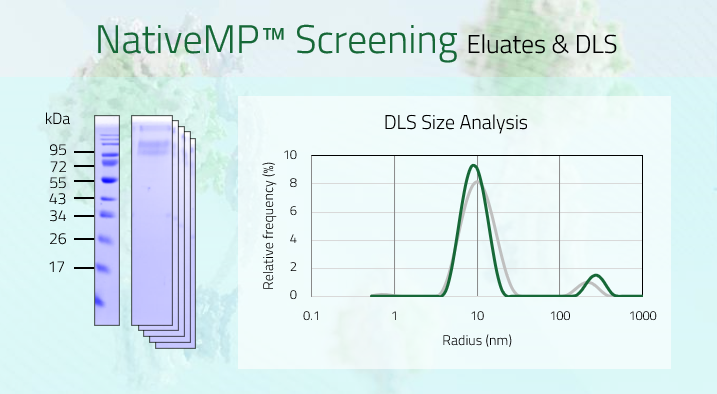 SV2A - Synaptic vesicle glycoprotein 2A