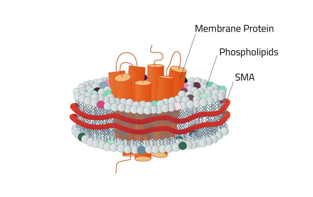 Synthetic Nanodisc SMALP with SMA