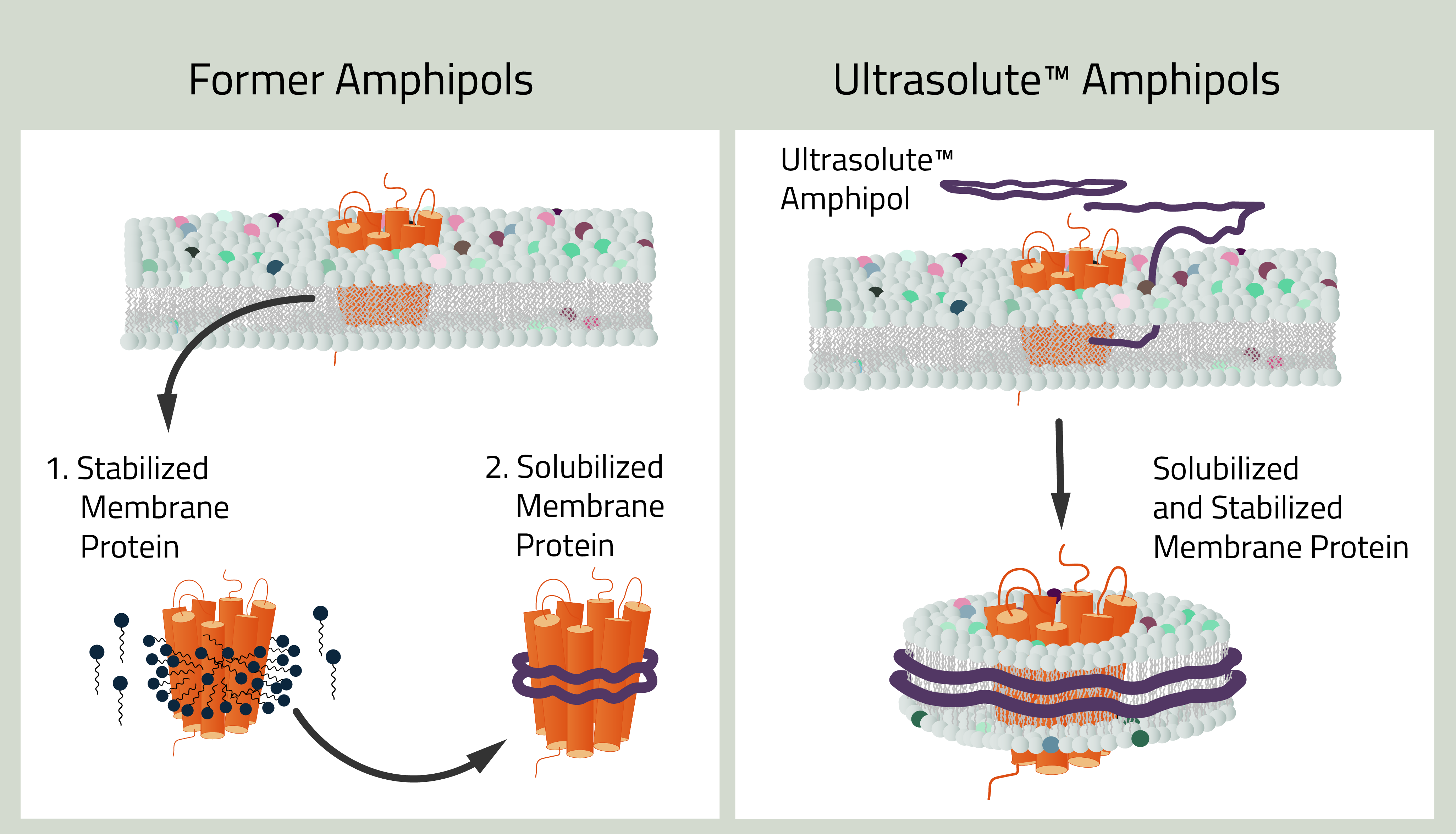 Comparison between old and new Ultrasolute Amphipols