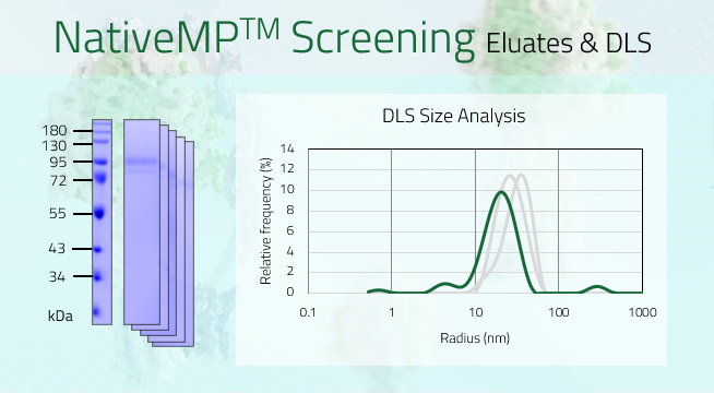 ABCG2 - Broad substrate specificity ATP-binding cassette transporter