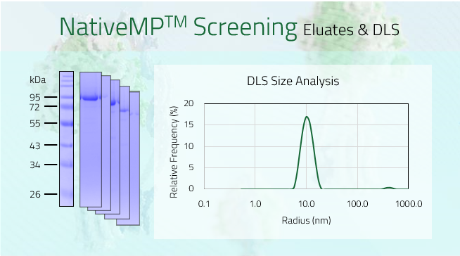 KCNH2/hERG - Potassium voltage-gated channel subfamily H member 2