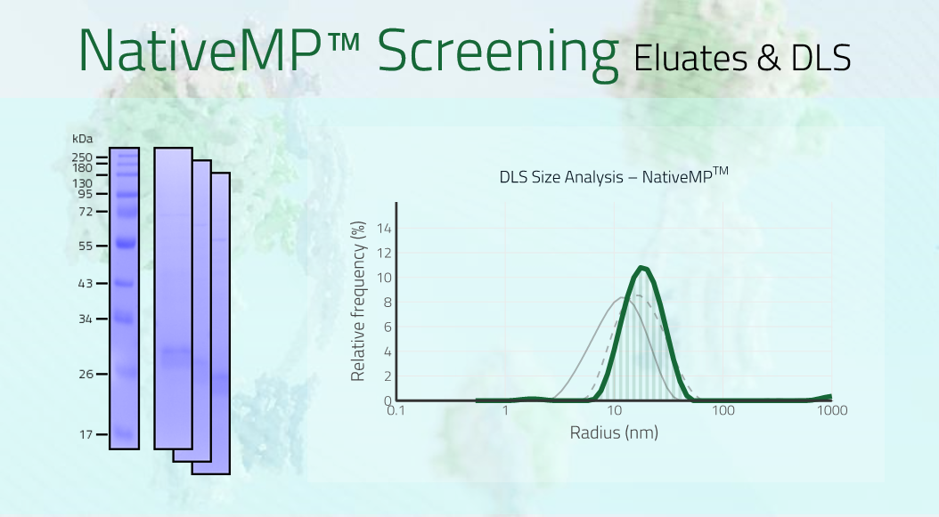 CD151 - CD151 antigen