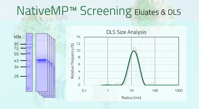 CD20 - B-lymphocyte surface antigen CD20