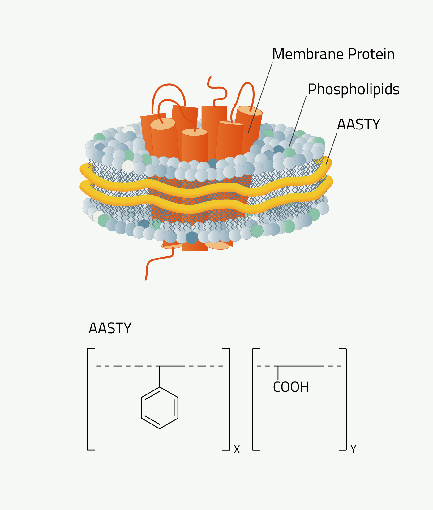 Cutout membrane protein surrounded by AASTY