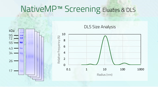 CLDN18.2 - Claudin-18.2 (isoform 2)